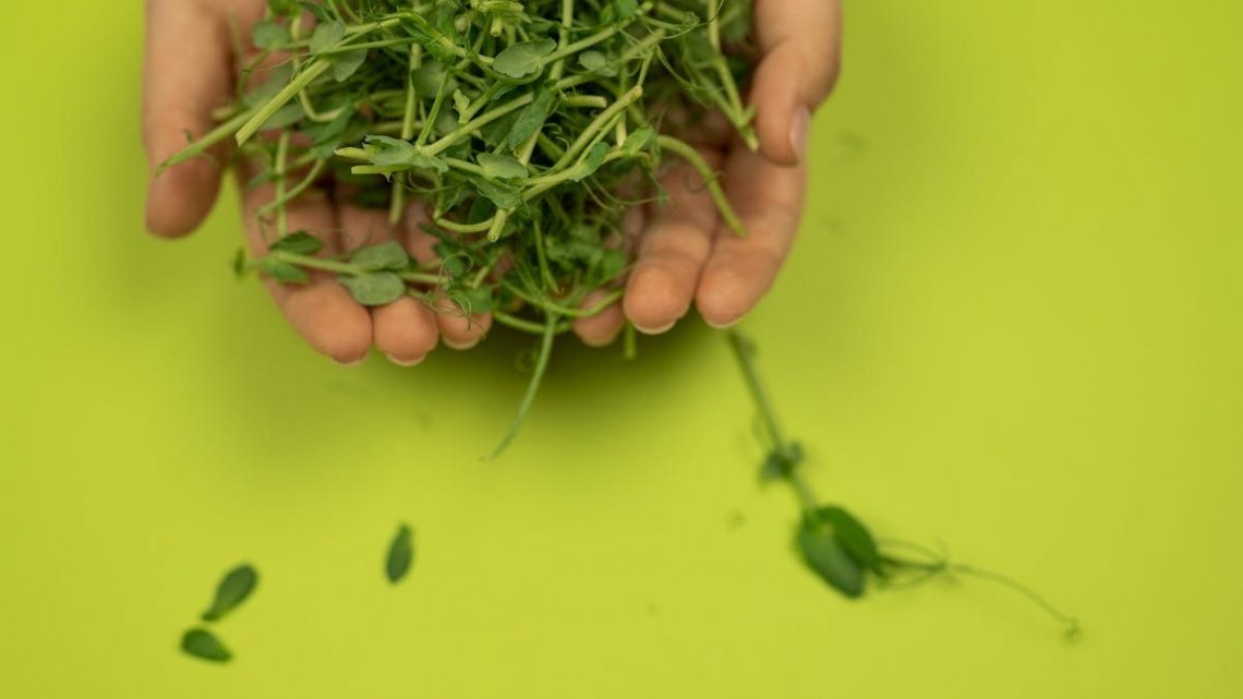 Crop anonymous person demonstrating fresh cress with wavy stems and small foliage on green background
