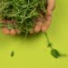 Crop anonymous person demonstrating fresh cress with wavy stems and small foliage on green background